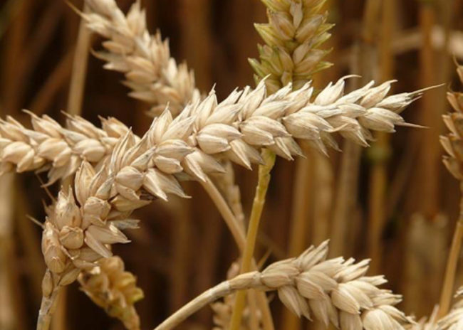 Propiedades de la proteína del trigo en el cabello