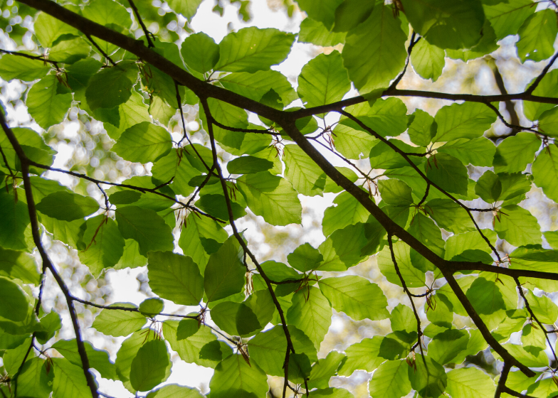 Nuestro firme compromiso con el medio ambiente