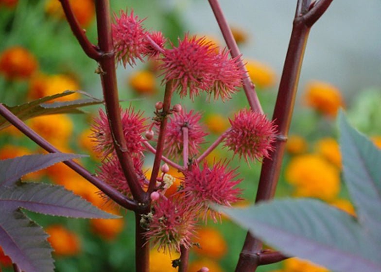 Propiedades del aceite de ricino en el cabello