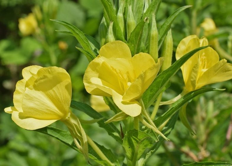 Propiedades del aceite de onagra